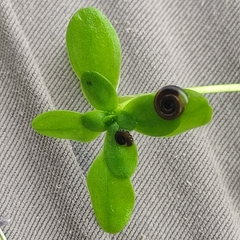 Callitriche obtusangula