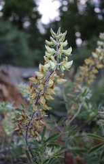 Lupinus tracyi