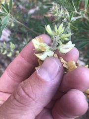 Lupinus tracyi