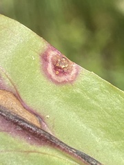 Puccinia andropogonis