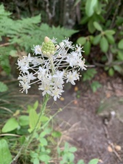 Xerophyllum asphodeloides