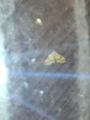 Choristostigma plumbosignalis