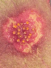 Puccinia andropogonis