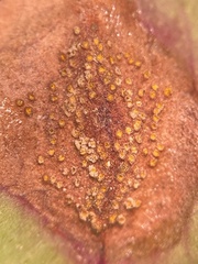 Puccinia andropogonis