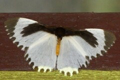 Melanothrix nymphaliaria