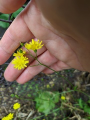 Lapsana communis intermedia