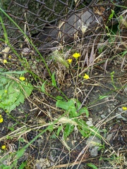 Lapsana communis intermedia