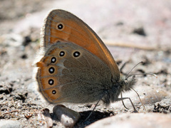 Coenonympha amaryllis