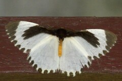 Melanothrix nymphaliaria