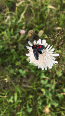 Zygaena angelicae