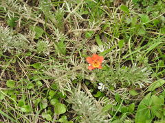 Potentilla ehrenbergiana