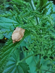 Choristoneura hebenstreitella