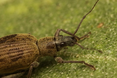 Peritelini