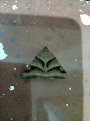 Lepidoptera