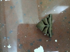 Lepidoptera