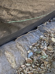 Masticophis lateralis euryxanthus