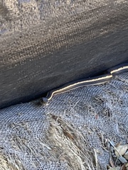 Masticophis lateralis euryxanthus