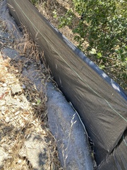 Masticophis lateralis euryxanthus