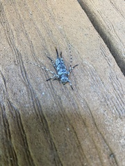 Acanthocinus obsoletus