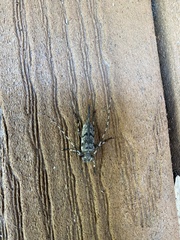 Acanthocinus obsoletus