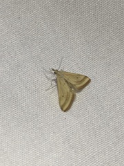 Microtheoris