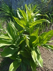 Gentiana lutea