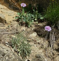 Scabiosa lucida
