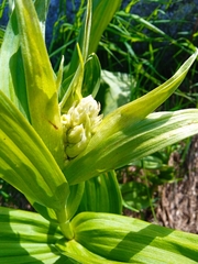 Gentiana lutea