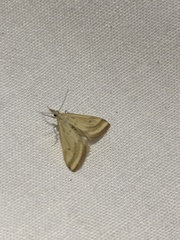 Microtheoris