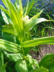 Gentiana lutea