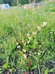 Gypsophila altissima