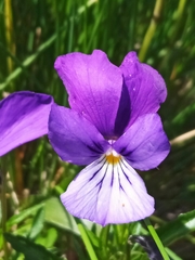 Viola dacica