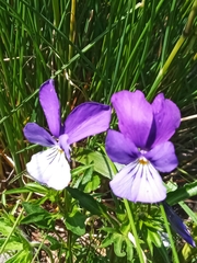 Viola dacica