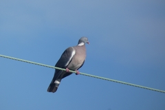 Columba palumbus