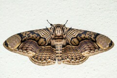 Brahmaea hearseyi