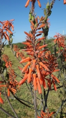 Aloe parvibracteata