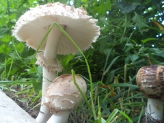 Agaricaceae
