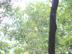 Psilopogon lineatus