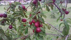 Prunus persica nucipersica