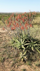 Aloe parvibracteata