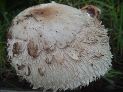 Agaricaceae