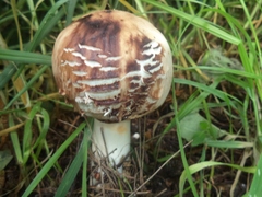 Agaricaceae