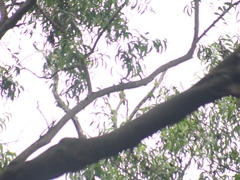 Treron phoenicopterus