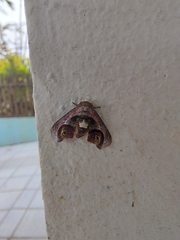 Lepidoptera