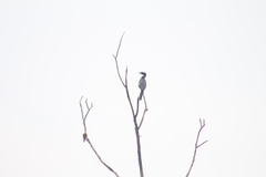 Microcarbo niger