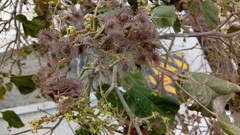 Heliocarpus appendiculatus