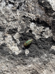 Buprestis aurulenta