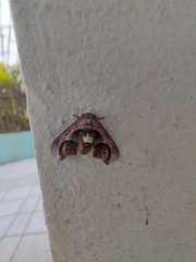 Lepidoptera