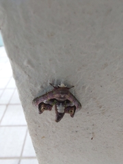 Lepidoptera