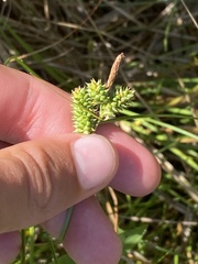 Carex extensa